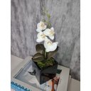 Ver imagem 3 de Arranjo De Mini Orquídea Branca Vaso Preto Quadrado