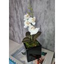 Ver imagem 1 de Arranjo De Mini Orquídea Branca Vaso Preto Quadrado