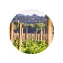 Ver imagem 5 de Bambu Cavo Tratado para Artesanato: 50cm X 1.5cm - 12un