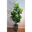 Ver imagem 2 de Planta Artificial Árvore Ficus Lyrata 1,70m Kit com Vaso Cinza 40cm