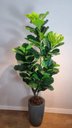 Ver imagem 2 de Planta Artificial Árvore Ficus Lyrata 1,70m Kit com Vaso Cinza 40cm