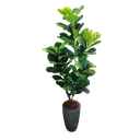 Ver imagem 1 de Planta Artificial Árvore Ficus Lyrata 1,70m Kit com Vaso Cinza 40cm