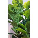 Ver imagem 5 de Planta Artificial Árvore Ficus Lyrata 1,70m Kit com Vaso Cinza 40cm