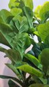 Ver imagem 5 de Planta Artificial Árvore Ficus Lyrata 1,70m Kit com Vaso Cinza 40cm