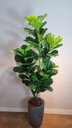 Ver imagem 4 de Planta Artificial Árvore Ficus Lyrata 1,70m Kit com Vaso Cinza 40cm