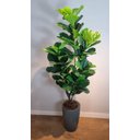 Ver imagem 3 de Planta Artificial Árvore Ficus Lyrata 1,70m Kit com Vaso Cinza 40cm