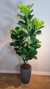 Ver imagem 3 de Planta Artificial Árvore Ficus Lyrata 1,70m Kit com Vaso Cinza 40cm