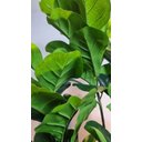 Ver imagem 7 de Planta Artificial Árvore Ficus Lyrata 1,70m Kit com Vaso Cinza 40cm