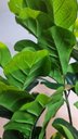 Ver imagem 7 de Planta Artificial Árvore Ficus Lyrata 1,70m Kit com Vaso Cinza 40cm