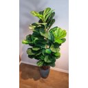 Ver imagem 6 de Planta Artificial Árvore Ficus Lyrata 1,70m Kit com Vaso Cinza 40cm