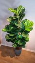 Ver imagem 6 de Planta Artificial Árvore Ficus Lyrata 1,70m Kit com Vaso Cinza 40cm