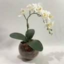 Ver imagem 3 de Arranjo de Orquídea Artificial Vermelha em Aquário Ollirg:branca