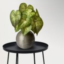 Ver imagem 6 de 2 Folhagens Buquê Verde Artificial Realista (30x20cm) para Decorar Arranjos, Vasos e Ambientes