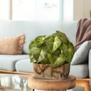 Ver imagem 1 de 2 Folhagens Buquê Verde Artificial Realista (30x20cm) para Decorar Arranjos, Vasos e Ambientes