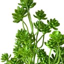 Ver imagem 1 de 6 Plantas Suculenta Sedum Artificial Volumosa para Arranjos e Paisagismo