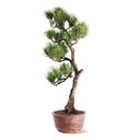 Ver imagem 2 de Bonsai Pinheiro Negro 23 Anos