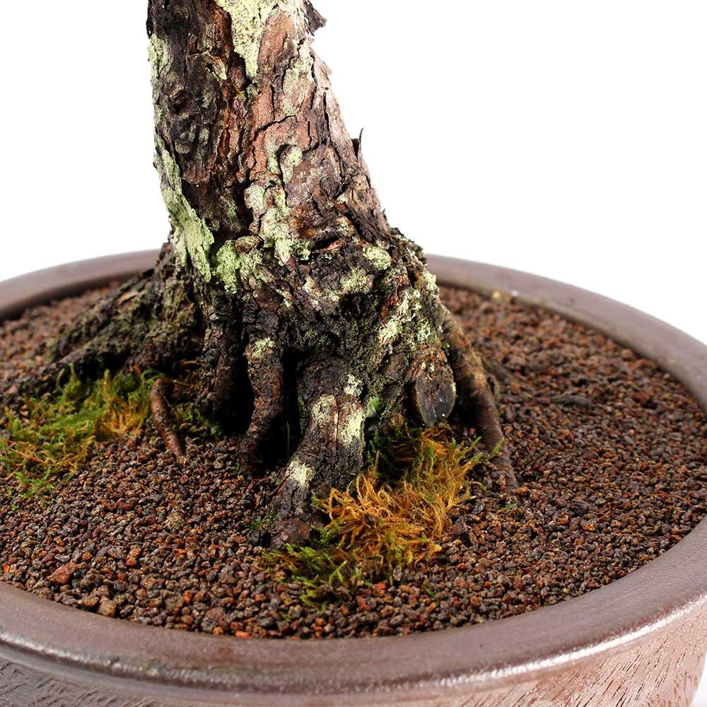 Bonsai Pinheiro Negro 23 Anos - 4