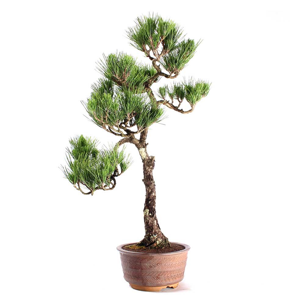 Bonsai Pinheiro Negro 23 Anos