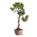 Ver imagem 3 de Bonsai Pinheiro Negro 23 Anos