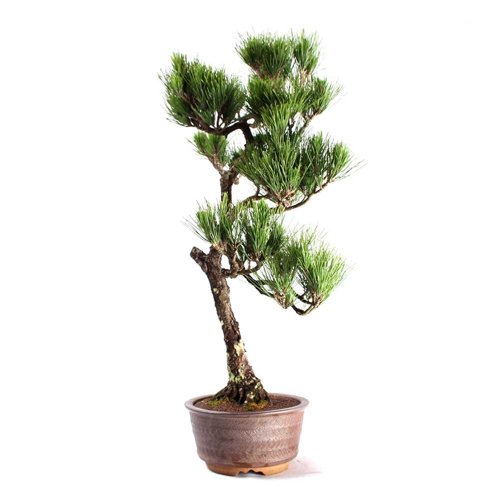 Bonsai Pinheiro Negro 23 Anos - 5