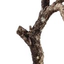 Ver imagem 6 de Bonsai Pinheiro Negro 23 Anos