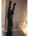 Ver imagem 5 de Tapete Escalador Arranhador para Gato Grafite