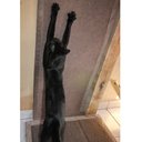 Ver imagem 5 de Tapete Escalador Arranhador para Gato Grafite