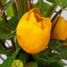 Arranjo Artificial De Tulipas Amarelas No Vaso De Vidro M Beng Flores - 2