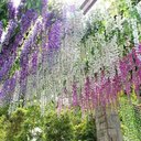 Ver mais imagens de 12 Glicinas Artificials Trepadeira Realista Flores Folhagem:lilás