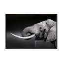 Ver imagem 2 de Quadro Decorativo - Elefante Agua Preto e Branco Anm015 Tela Canvas - 60x40cm