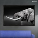 Ver imagem 1 de Quadro Decorativo - Elefante Agua Preto e Branco Anm015 Tela Canvas - 60x40cm