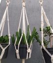 Ver imagem 3 de Suporte Plantas Macramê Trio Cor Cru