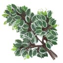 Ver imagem 1 de 12 Ramos Decoração Arranjo Ficus Artificial Planta Decorativa Plástico 14 Galhos Cada 55cm