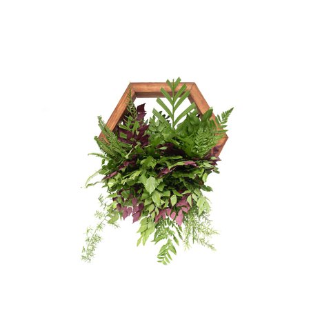 Nicho Colmeia Tropical