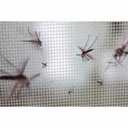 Ver imagem 4 de Tela Mosquiteiro Rolo 25 Metros Mosquito Dengue Zica Mosca Pernilongo Inseto Segurança Proteçao Resi
