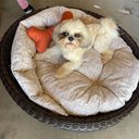 Ver mais imagens de Chaise Nova Delhi para Pet - Tecido