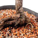 Ver imagem 6 de Pré Bonsai Pinheiro Negro 10 Anos