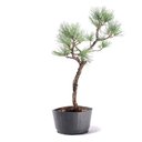 Ver imagem 4 de Pré Bonsai Pinheiro Negro 10 Anos