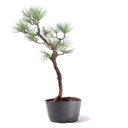 Ver imagem 2 de Pré Bonsai Pinheiro Negro 10 Anos
