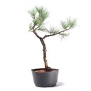 Ver imagem 3 de Pré Bonsai Pinheiro Negro 10 Anos