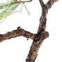 Ver imagem 5 de Pré Bonsai Pinheiro Negro 10 Anos