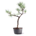 Ver imagem 1 de Pré Bonsai Pinheiro Negro 10 Anos
