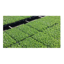 Ver imagem 3 de Kit Bandeja Para Cultivo 15 Células Alta Com 10 Un.