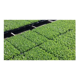 Kit Bandeja Para Cultivo 15 Células Alta Com 10 Un. - 3