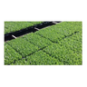 Kit Bandeja Para Cultivo 15 Células Alta Com 10 Un. - 3