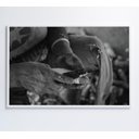 Ver imagem 5 de Quadro Índio Preparando Mandioca na Amazônia - 120x80 Cm - Vidro Impresso
