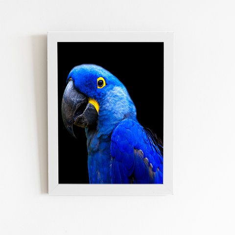 Arara Azul-grande Aves Animais Quadro Moldura Branca 60x40cm
