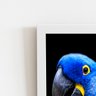 Arara Azul-grande Aves Animais Quadro Moldura Branca 60x40cm - 2
