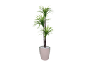 Ver imagem 1 de Planta Artificial Árvore Yucca 1,50m 3 Folhas Kit + Vaso S. Bege 30cm