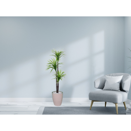 Planta Artificial Árvore Yucca 1,50m 3 Folhas Kit + Vaso S. Bege 30cm - 2